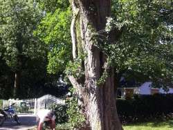 bomen rooien, snoeien ,Moergestel